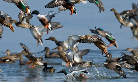 Flock of shovelers (Anas clypeata), gadwalls (Anas strepera) and teal (Anas crecca) - Bertie Gregory/2020VISION
