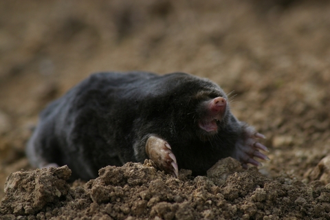 Mole | Suffolk Wildlife Trust
