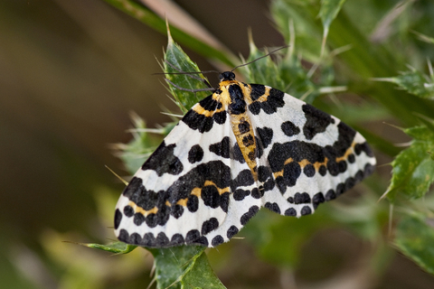 Magpie moth | Suffolk Wildlife Trust