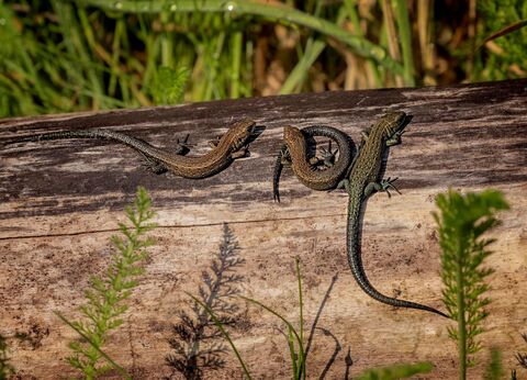 Habitat Advice | Suffolk Wildlife Trust