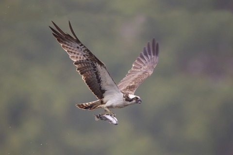 The Ospreys are coming, and we have on-camera proof…