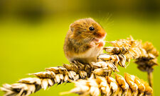 Harvest mouse Suffolk Wildlife Trust