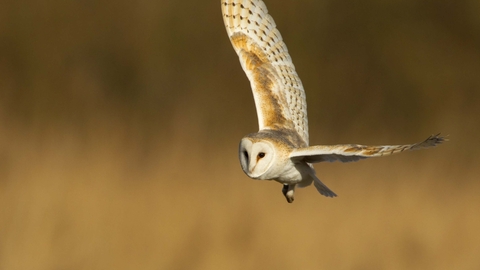 Barn owl
