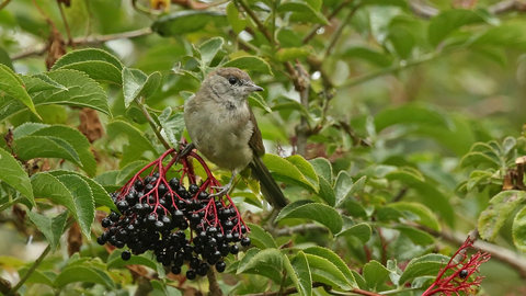 Blackcap female