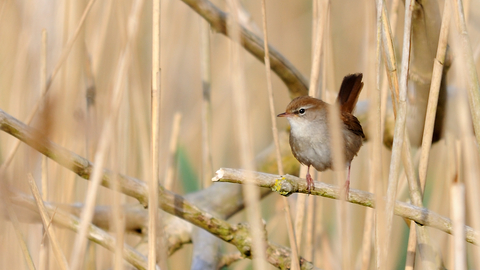 Cetti's warbler