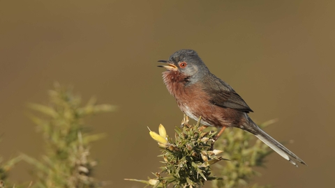 Dartford warbler