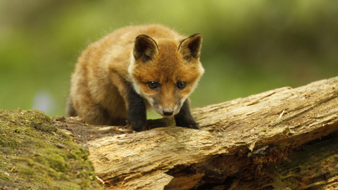 Red Fox Suffolk Wildlife Trust Red Fox Suffolk Wildlife Trust