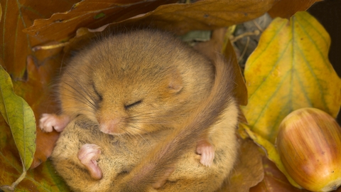 Hazel dormouse