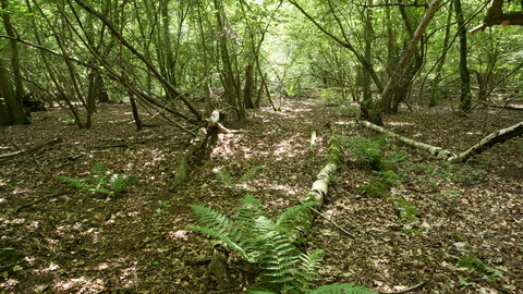 Bradfield Woods nature reserve