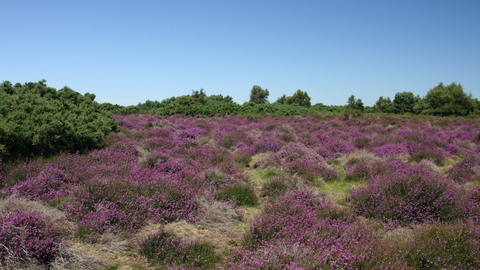 Westleton Heath Suffolk Wildlife Trust