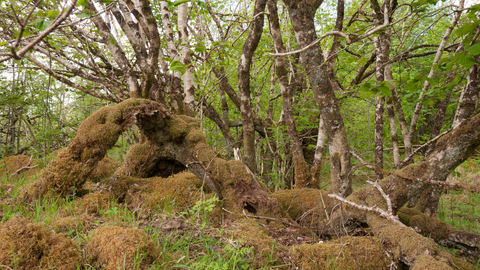 Upland mixed ash wood