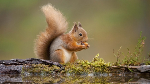 A red squirrel sitting by a woodland pool, nibbling a nut