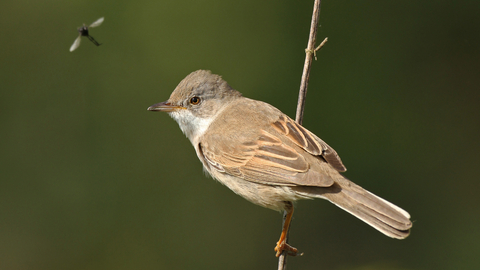 Whitethroat