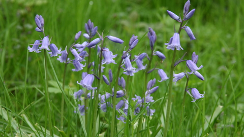 Bluebells Suffolk Wildlife Trust