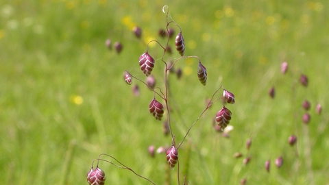 Quaking-grass