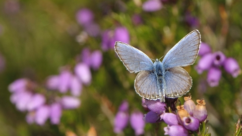 Silver-studded Blue butterfly