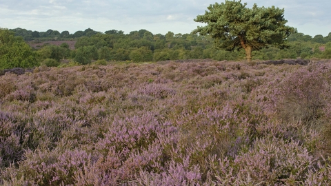 Heather (Calluna vulgaris)