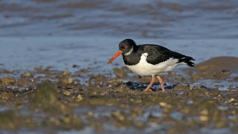 Oystercatcher