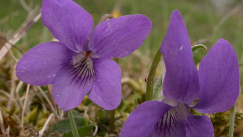 Common Dog-violet