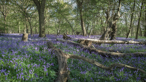 Captains Wood bluebells Suffolk Wildlife Trust