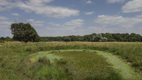 Market weston fen Suffolk Wildlife Trust