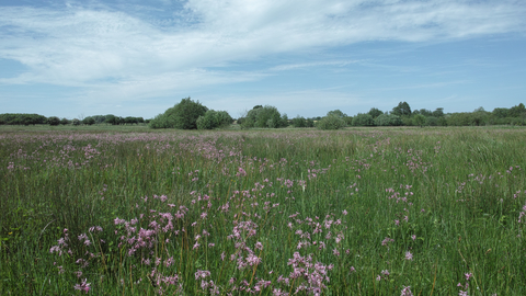 Darsham Marshes nature reserve Suffolk Wildlife Trust