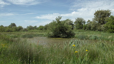 Darsham Marshes nature reserve Suffolk Wildlife Trust