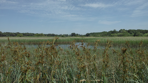 Redgrave & Lopham Fen Suffolk Wildlife Trust