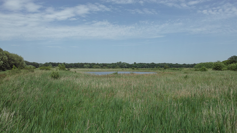 Redgrave & Lopham Fen Suffolk Wildlife Trsut