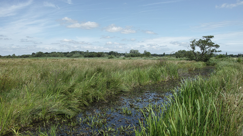 Carlton Marshes nature reserve Suffolk Wildlife Trust