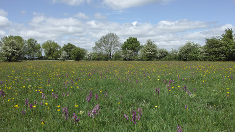 Winks Meadow Suffolk Wildlife Trust