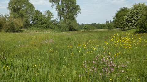 Church farm marshes Suffolk Wildlife Trust