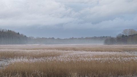 Hen Reedbeds nature reserve Suffolk Wildlife Trust