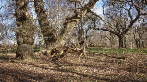 Captain's Wood nature reserve Suffolk Wildlife Trust