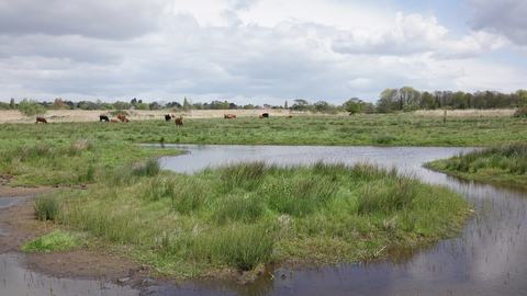 Carlton Marshes nature reserve Suffolk Wildlife Trust