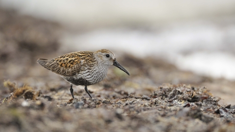 Dunlin