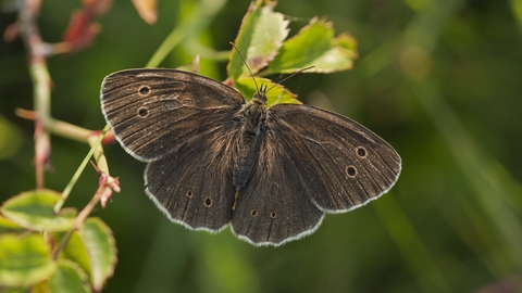 Ringlet