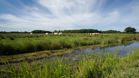 Castle Marshes Suffolk Wildlife Trust