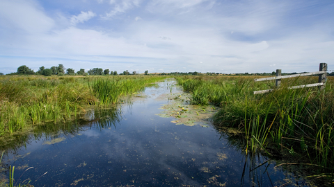 Castle Marshes Suffolk Wildlife Trust