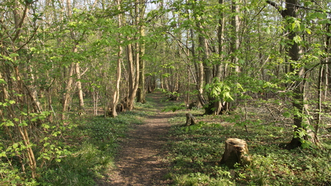 Combs Wood Suffolk Wildlife Trust