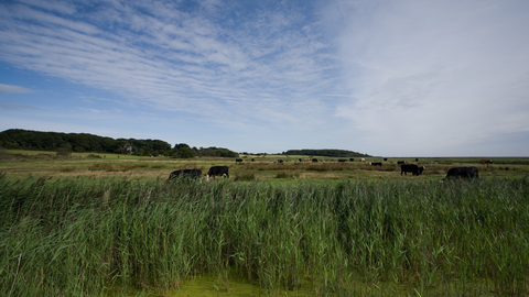 Dingle Marshes Suffolk Wildlife Trust