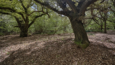 Old Broom Suffolk Wildlife Trust