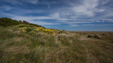 Gunton Warren Suffolk Wildlife Trust