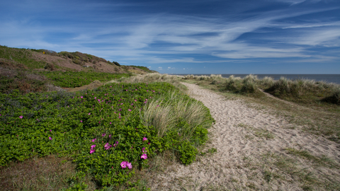 Gunton Warren Suffolk Wildlife Trust