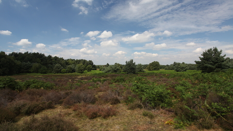 Knettishall Heath Suffolk Wildlife Trust