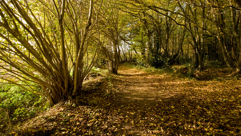 Reydon Wood Suffolk Wildlife Trust