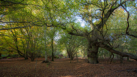 Old Broom Suffolk Wildlife Trust