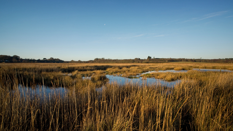 Dingle Marshes nature reserve Suffolk Wildlife Trust