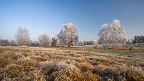 Blaxhall Common Suffolk Wildlife Trust