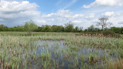 Mellis Common nature reserve Suffolk Wildlife Trust